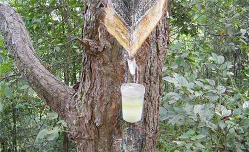 鬆香的收集 鬆香的收集